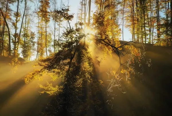 Rayons de soleil à travers une forêt d’automne