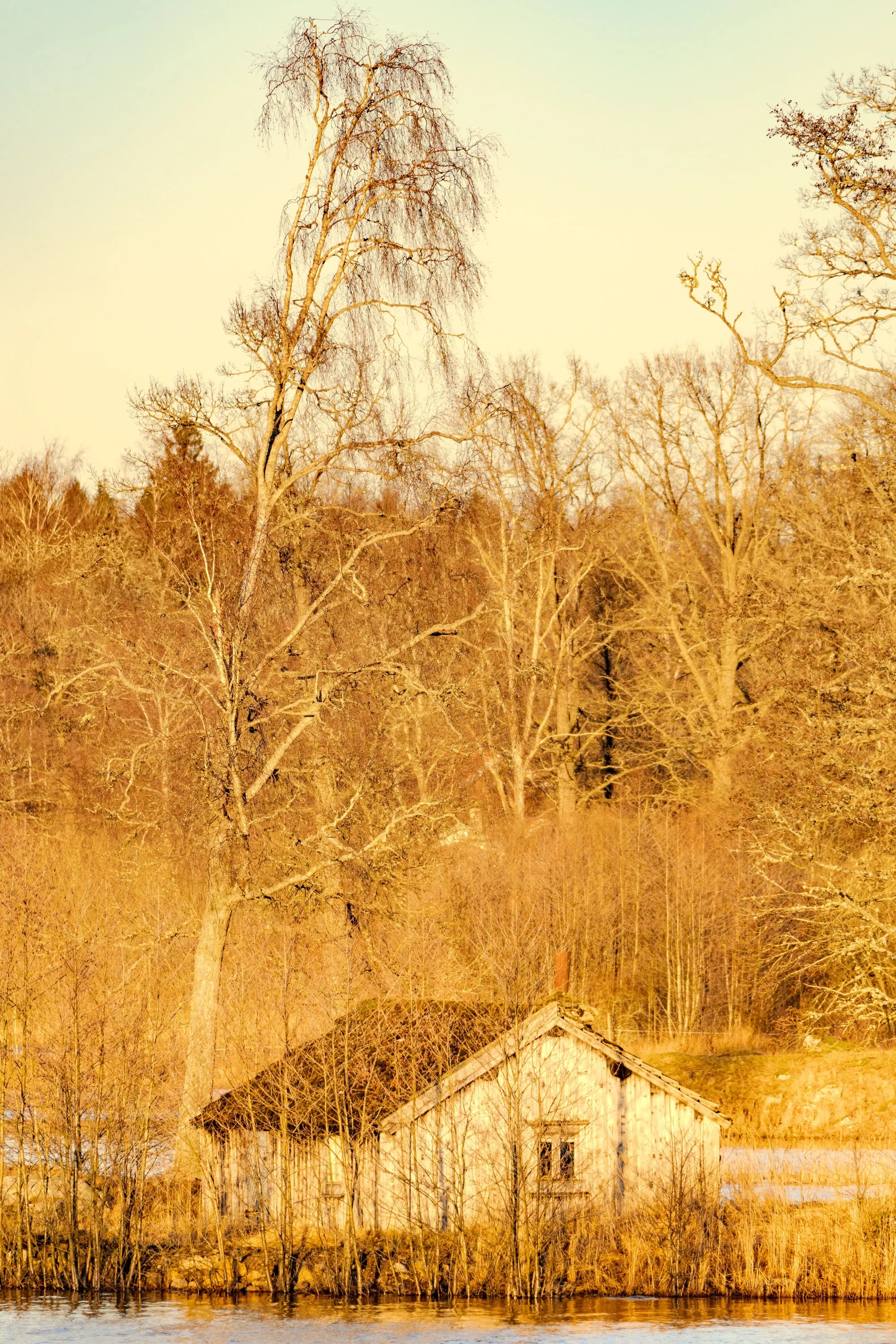 Maison de bois au bord d'un lac, sous les bouleaux, dans la lumière du soir